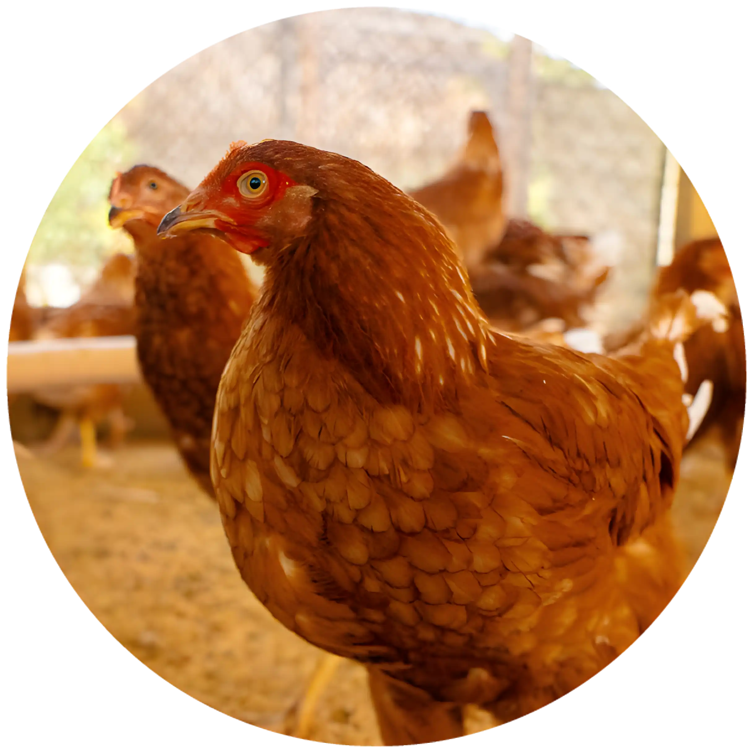 Gallina